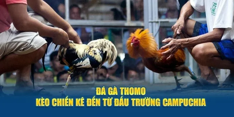 luat-da-ga-thomo-anh-dai-dien