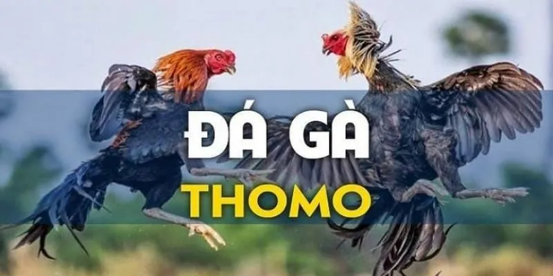 luat-da-ga-thomo-chot-keo