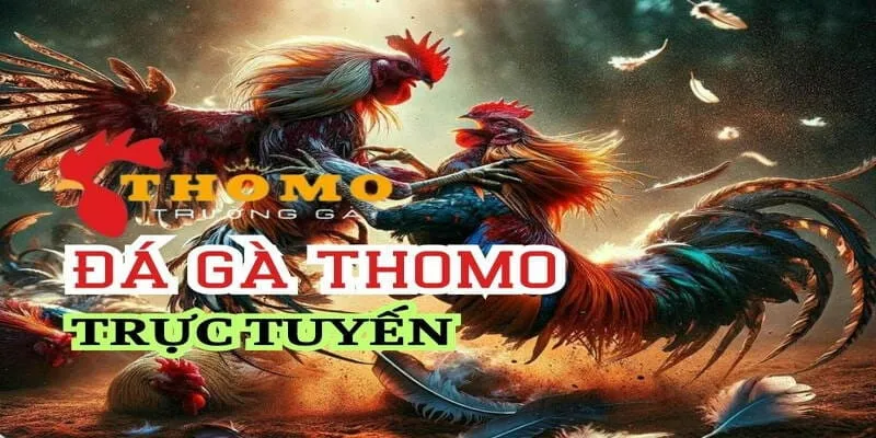 quy-dinh-ve-luat-choi-da-ga-thomo