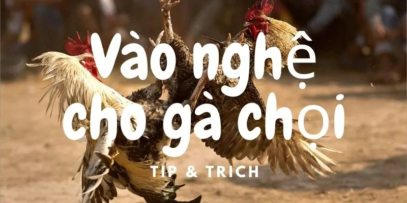 vao-nghe-cho-ga-choi